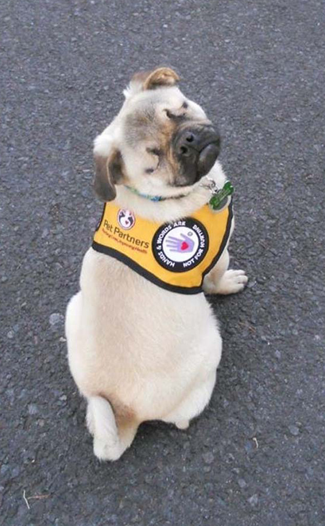 Xander the blind service dog Xander the blind service dog